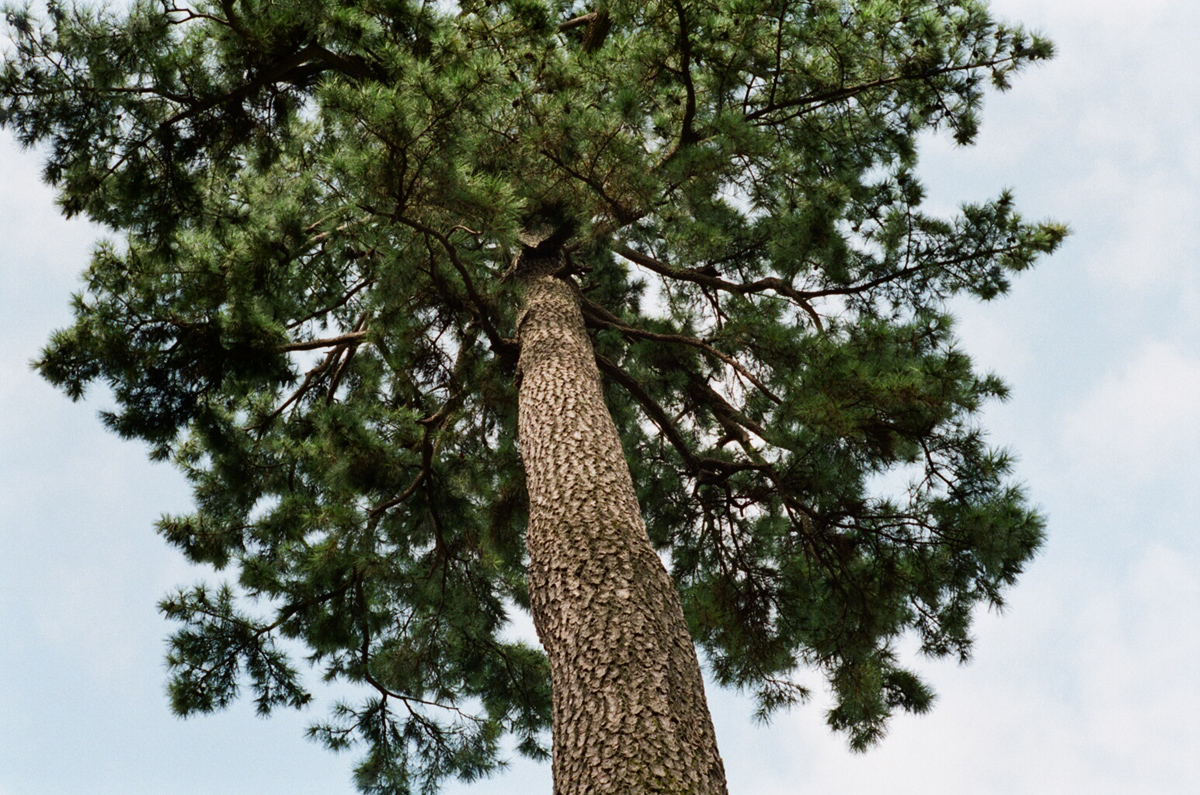 000484110019